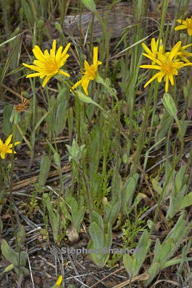 agoseris heterophylla var cryptopleura 4 graphic